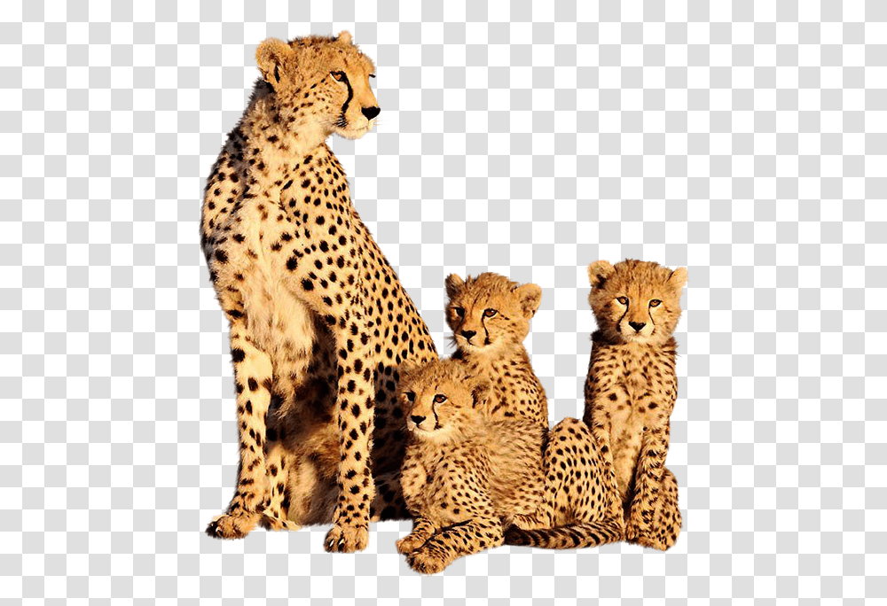 Clip Art Cheetah Images Animal Cheetah And Its Cubs, Wildlife, Mammal, Panther, Jaguar Transparent Png