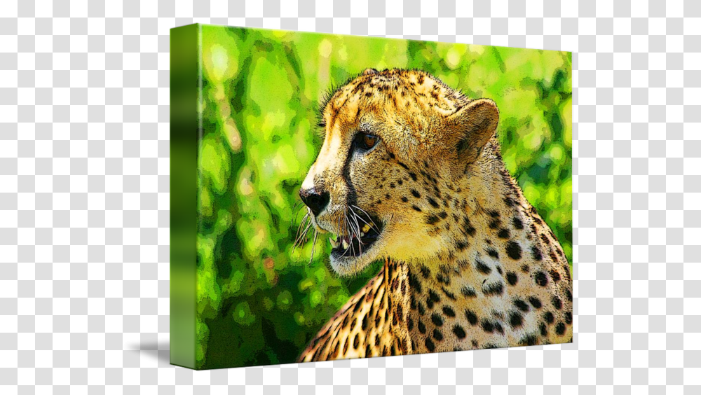 Clip Art Cheetah Photos Cheetah, Wildlife, Mammal, Animal, Panther Transparent Png