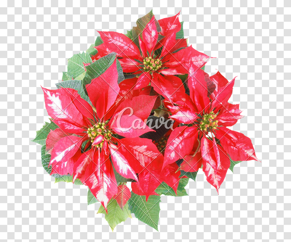 Clip Art Christmas Star Background Poinsettia, Plant, Leaf, Flower, Blossom Transparent Png