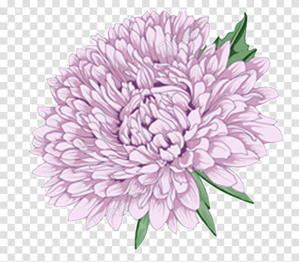Clip Art Chrysanthemum Vector Chrysanthemum Purple Flower, Dahlia, Plant, Blossom, Petal Transparent Png