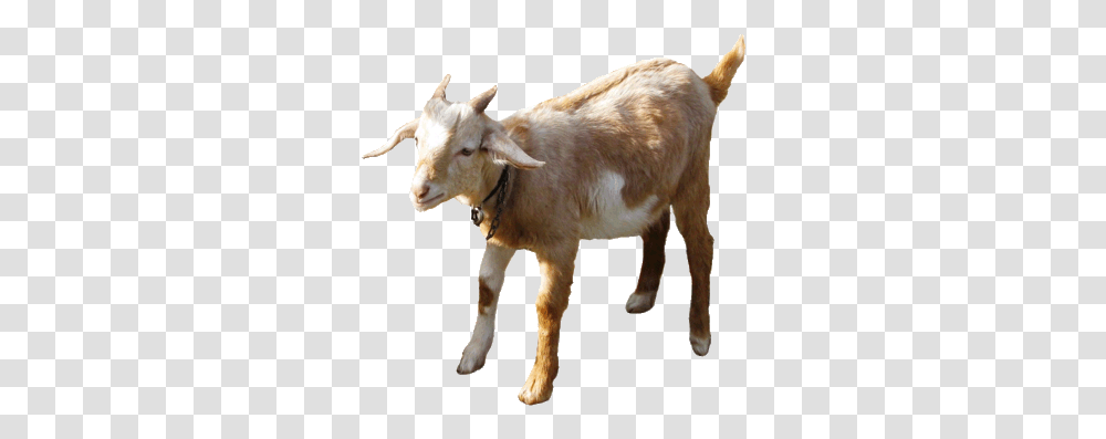 Clip Art Collection Goat No Background Gif, Mammal, Animal, Cow, Cattle Transparent Png