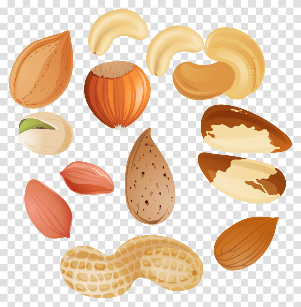 Clip Art Collection Of Acorn Vector Nuts Clipart, Plant, Vegetable, Food, Almond Transparent Png