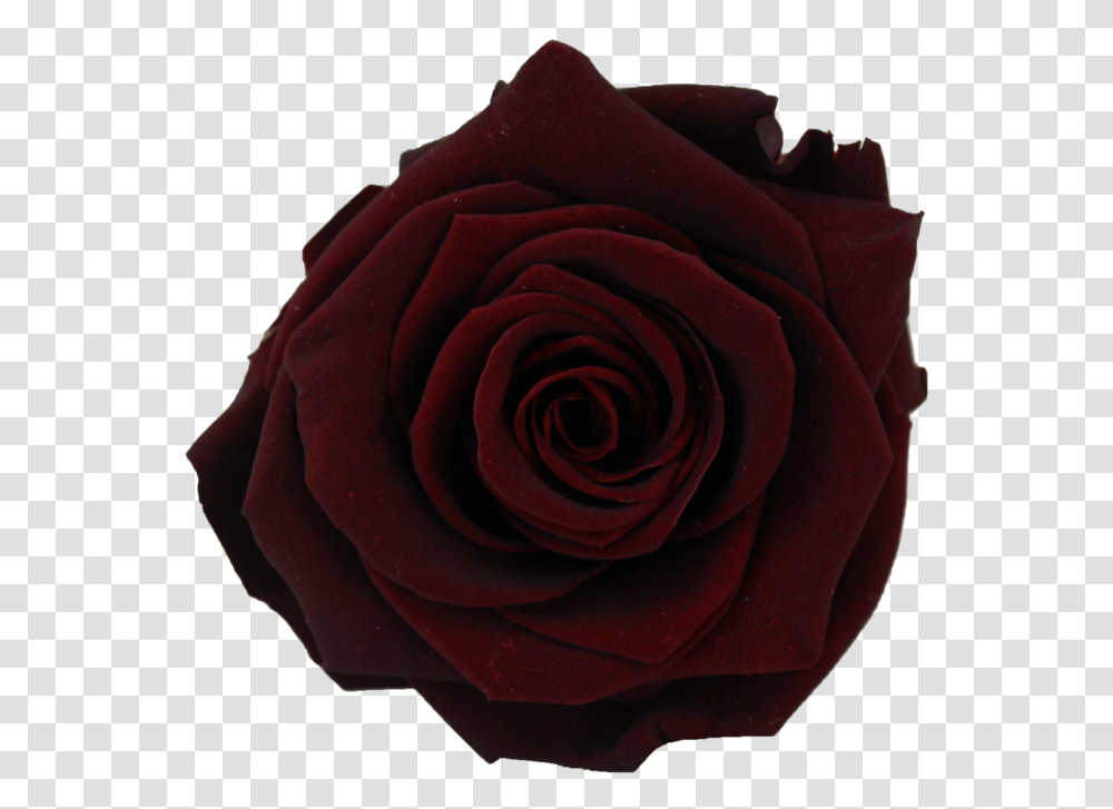 Clip Art Collection Of Free Burgundy Rose, Flower, Plant, Blossom Transparent Png
