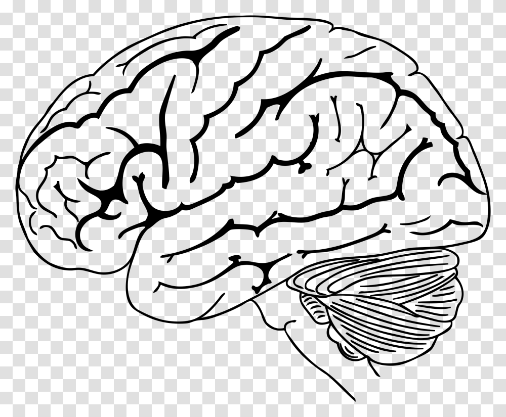 Clip Art Collection Of Free Drawing Brain Drawing, Gray, World Of Warcraft Transparent Png
