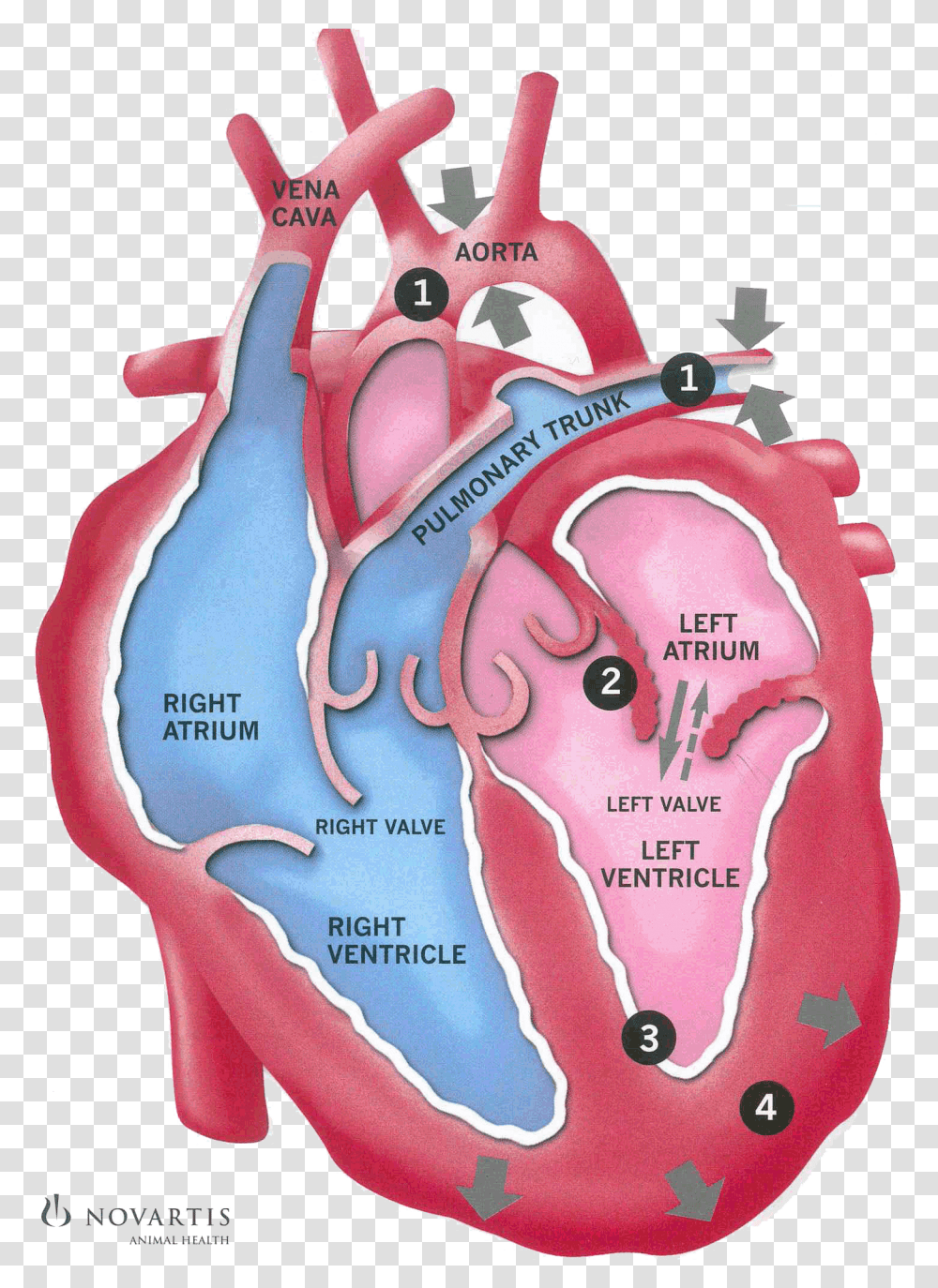 Clip Art Congestive Heart Failure Picture Heart Failure Back Flow, Plot, Diagram, Atlas, Map Transparent Png