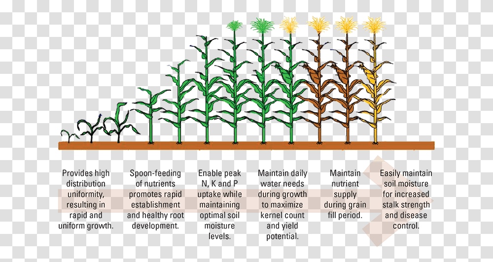Clip Art Corn Growth Stages, Plant, Vegetation, Outdoors, Tree Transparent Png