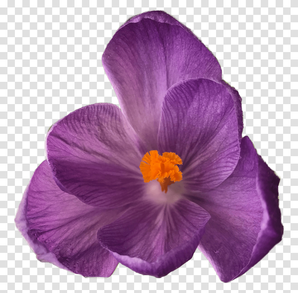 Clip Art Crocus Is A Genus Flowers On Clear Background, Plant, Blossom, Petal, Potted Plant Transparent Png