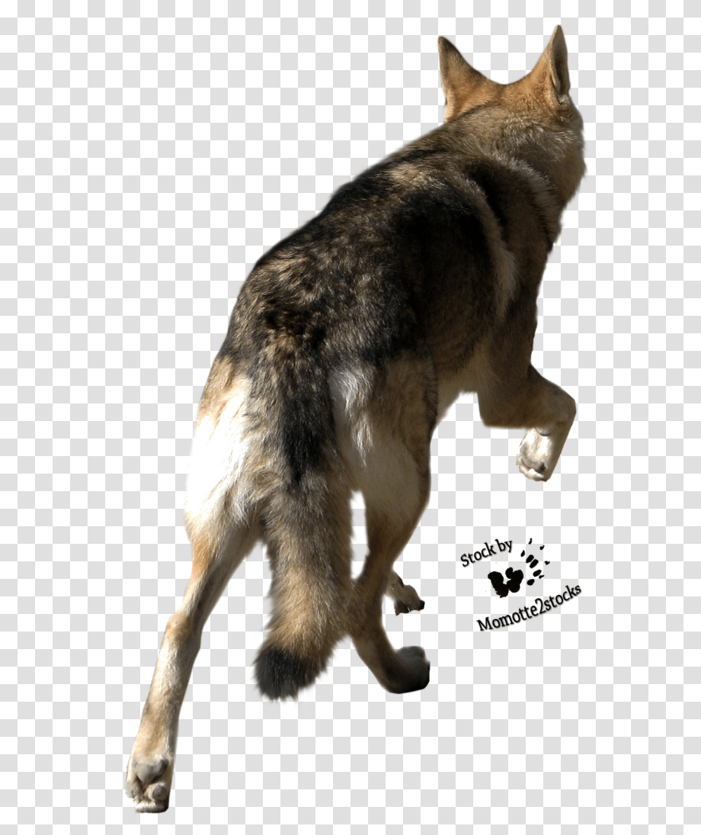 Clip Art Cut Out Stock Back Of Wolf Head, Dog, Pet, Canine, Animal Transparent Png