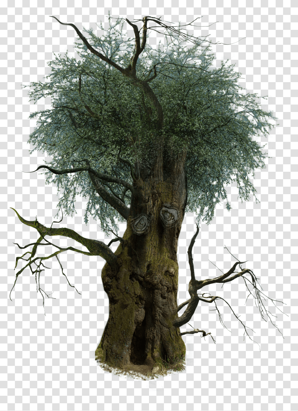 Clip Art D Trees Transprent Free Olive Oak Tree Background Transparent Png