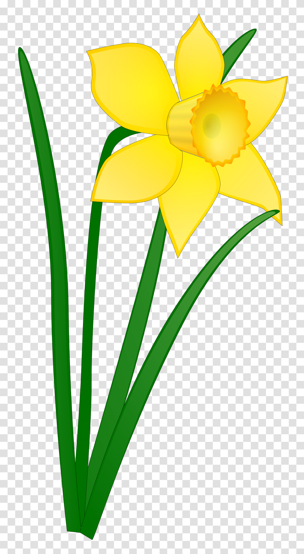 Clip Art Daffodils, Plant, Flower, Blossom, Flower Arrangement Transparent Png