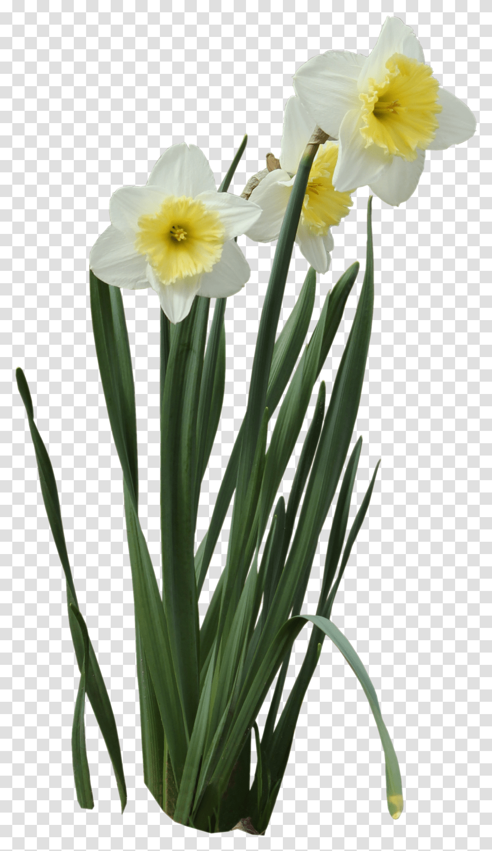 Clip Art Daffodils, Plant, Flower, Blossom Transparent Png