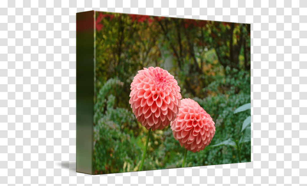 Clip Art Dahlia Images Dahlia, Flower, Plant, Blossom, Geranium Transparent Png