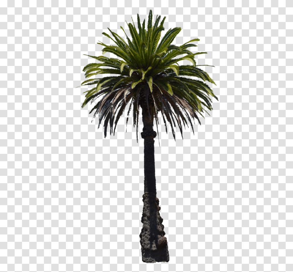 Clip Art Desert Palm Trees Florida Thatch Palm, Plant, Arecaceae, Bird, Animal Transparent Png
