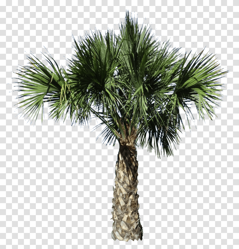 Clip Art Desert Spoon Plant Borassus Flabellifer, Tree, Palm Tree, Arecaceae Transparent Png