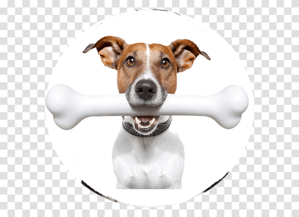 Clip Art Dog Barking Images Bone For A Dog, Pet, Canine, Animal, Mammal Transparent Png