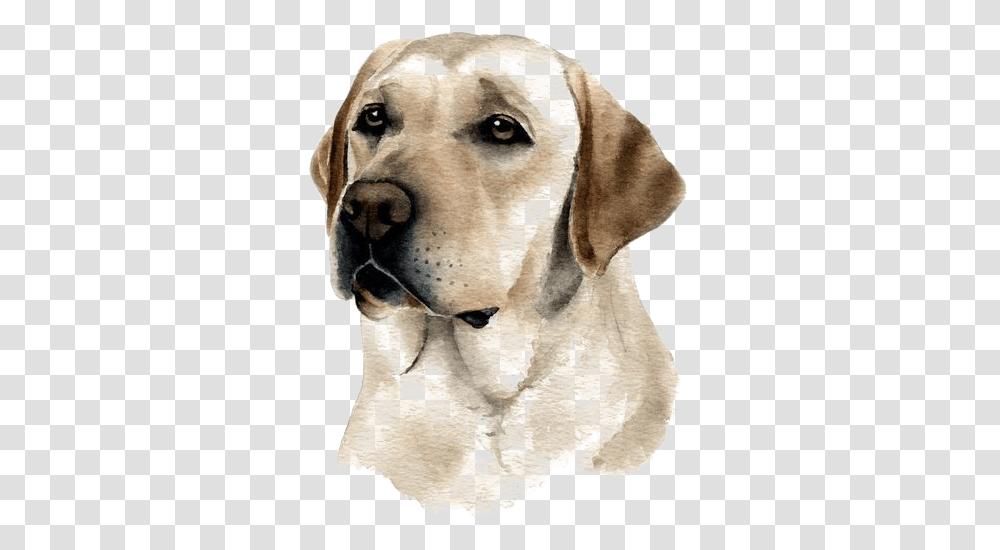 Clip Art Dog Watercolor Dibujos De Perros Labradores, Labrador Retriever, Pet, Canine, Animal Transparent Png