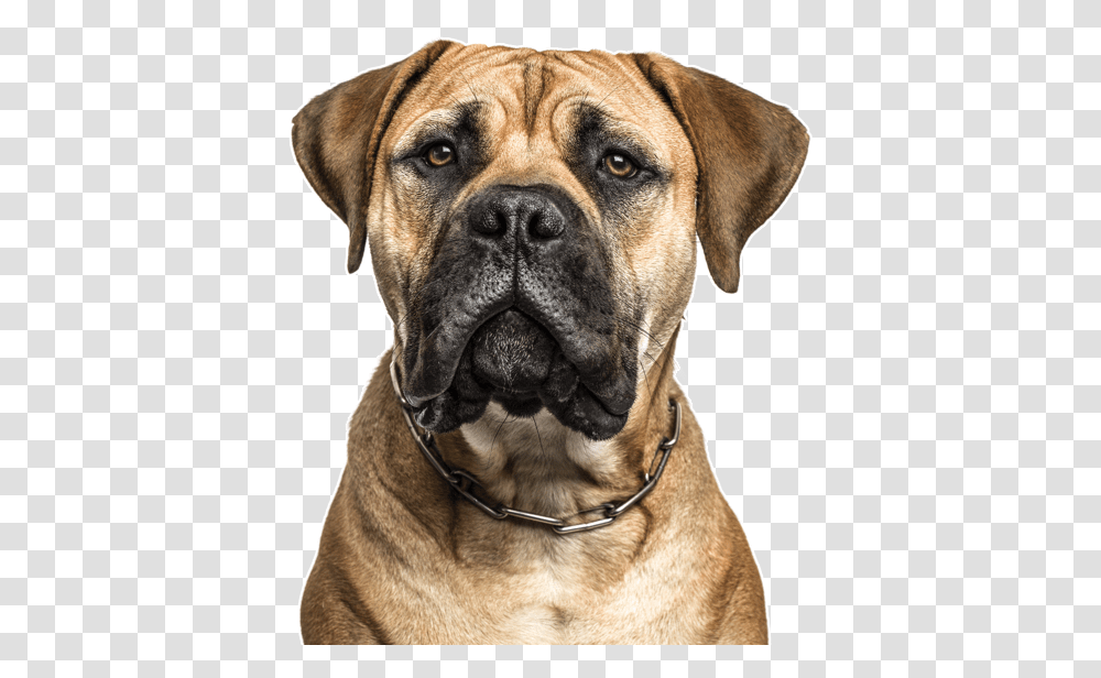 Clip Art Dogue De Bordeaux Puppies Bullmastiff Cross Boxer, Pet, Canine, Animal, Mammal Transparent Png