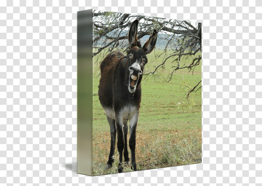Clip Art Donkey Laughing Happy Friday Funny Friday Memes, Mammal, Animal, Antelope, Wildlife Transparent Png