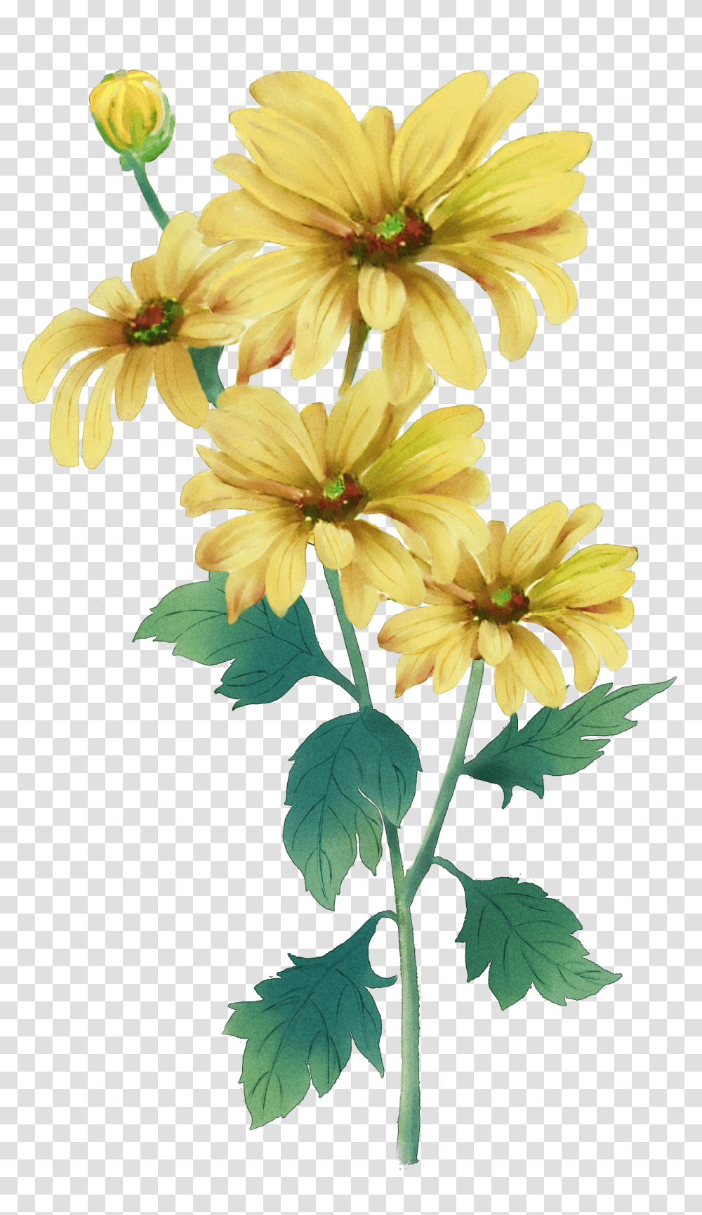 Clip Art Double Ninth Festival Painting Yellow Chrysanthemum Flower Water Color Painting Transparent Png