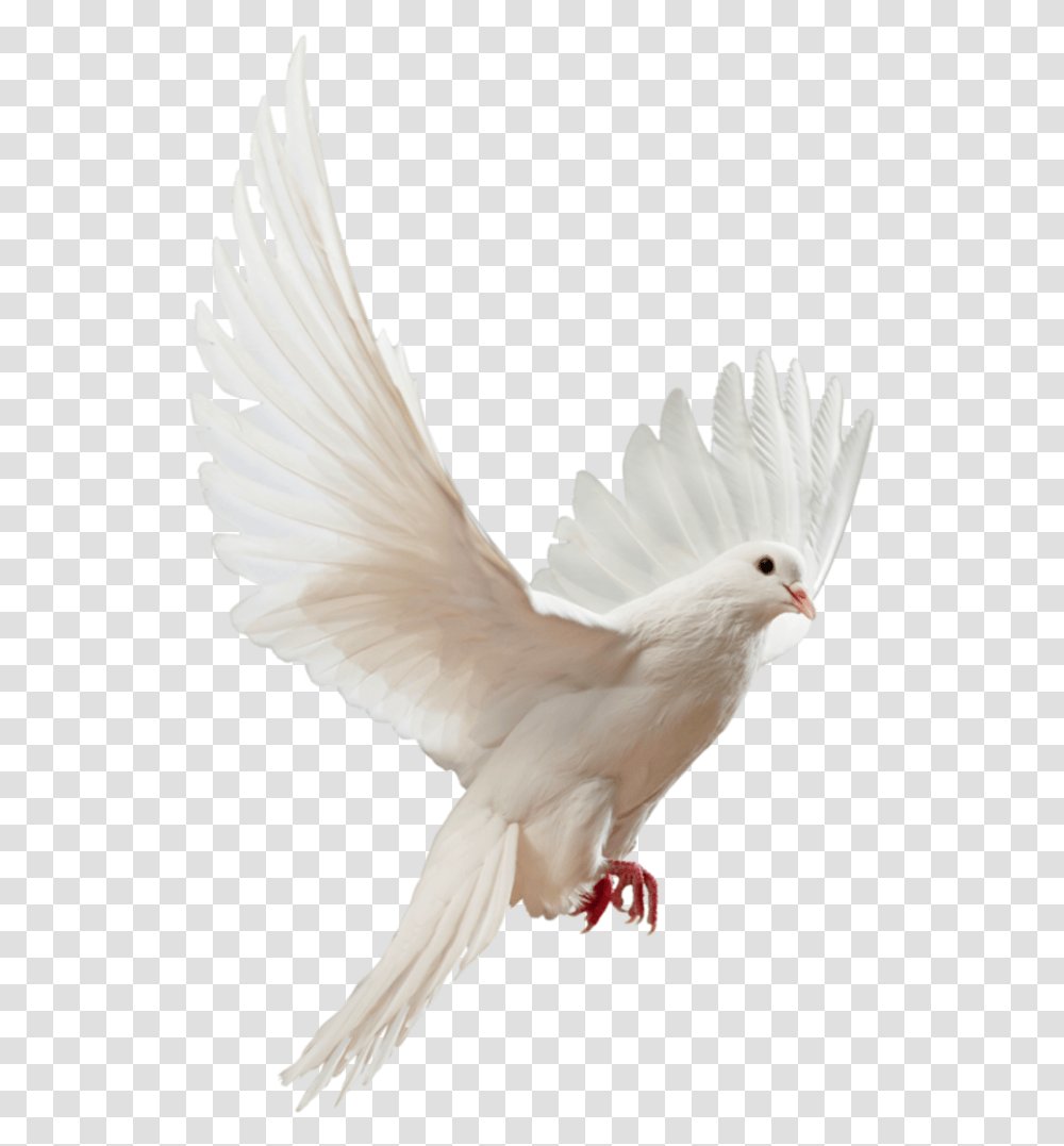 Clip Art Doves Flying Flying White Dove, Bird, Animal, Pigeon Transparent Png