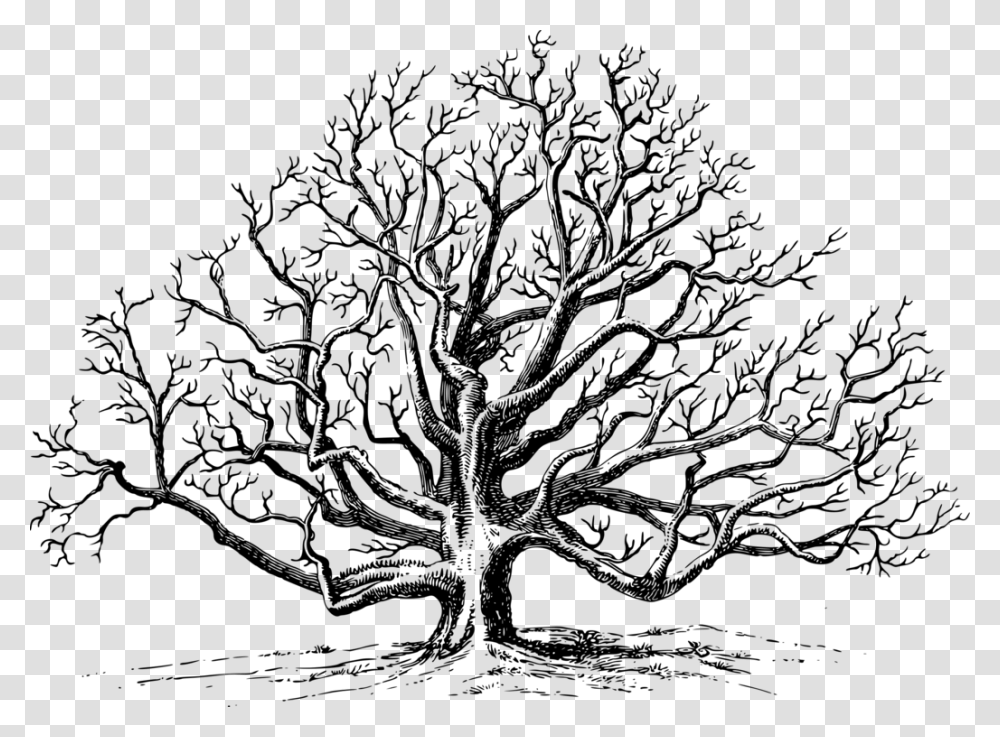Clip Art Drawing Of A Tree Black Walnut Tree Drawing, Gray Transparent Png