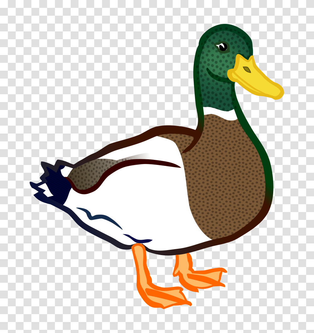 Clip Art Duck, Waterfowl, Bird, Animal, Mallard Transparent Png