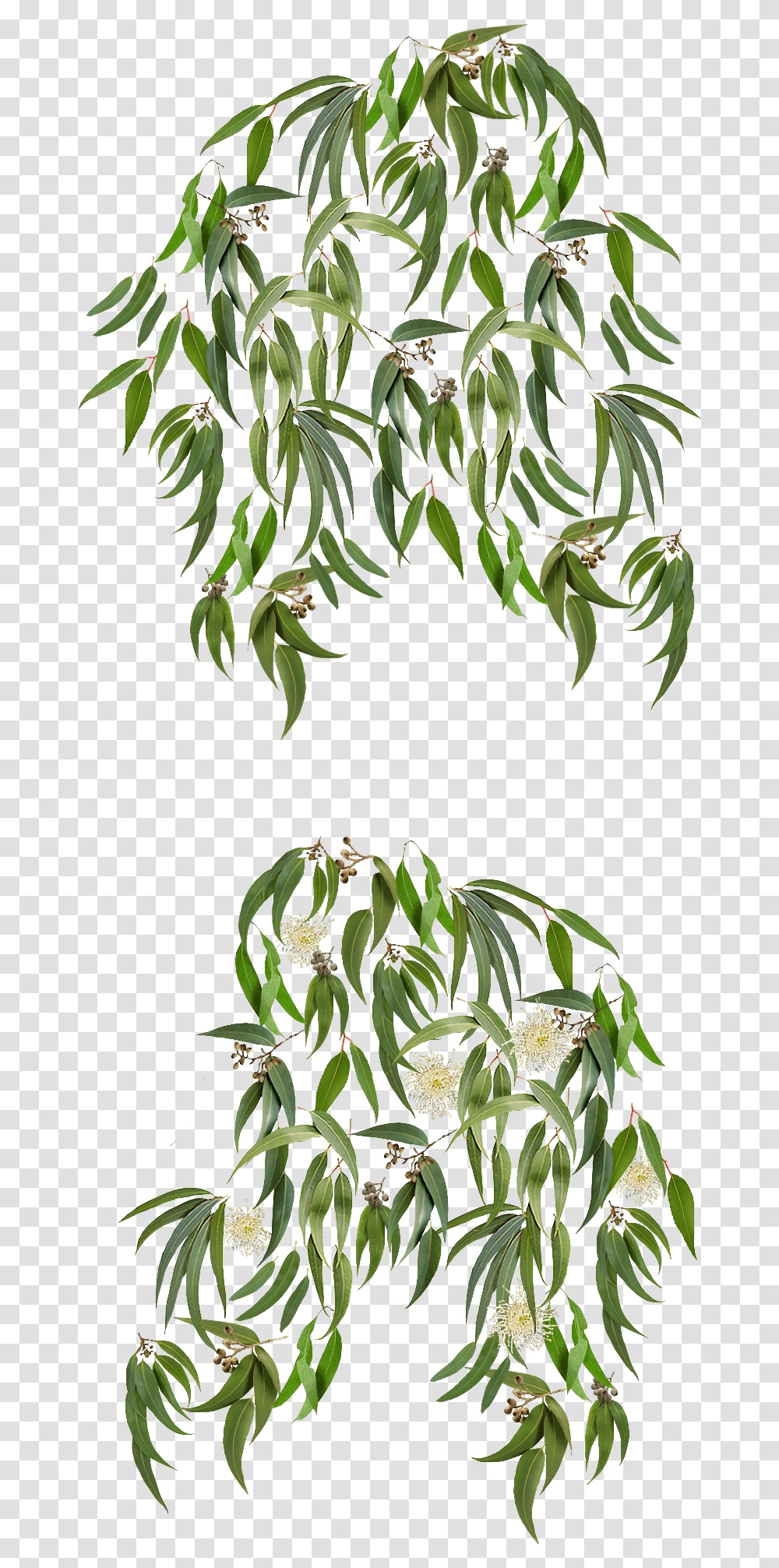 Clip Art Eucalyptus Background Eucalyptus Graphics, Plant, Flower, Floral Design, Pattern Transparent Png