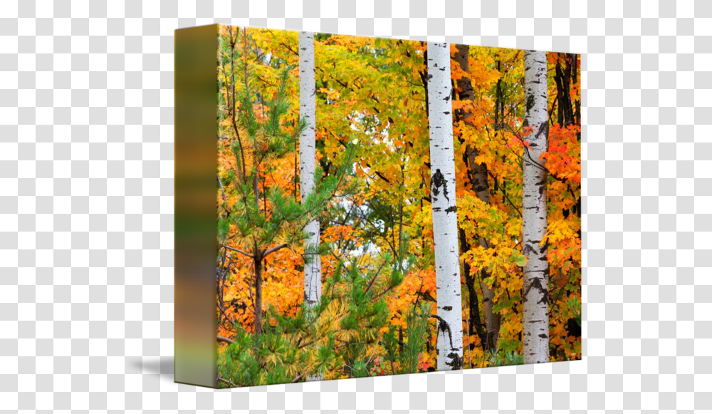 Clip Art Fall Birch Trees Silver Birch Trees Autumn, Plant, Painting Transparent Png