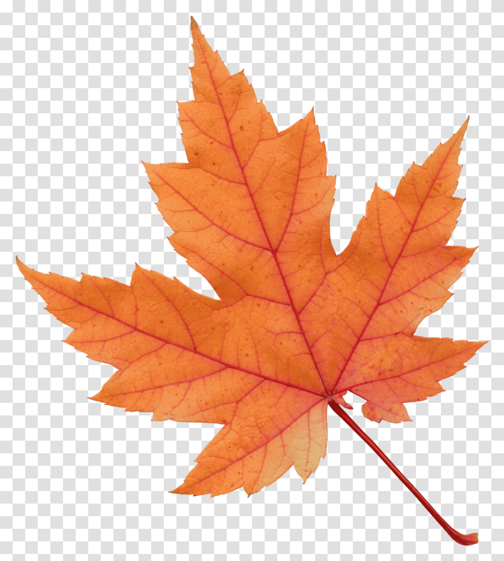 Осенний лист оранжевого цвета