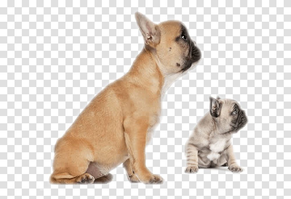 Clip Art Faramula Your Formula For Cartoons 5 Months Old French Bulldog, Pet, Animal, Canine, Mammal Transparent Png