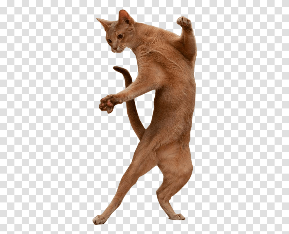 Clip Art Fat Cats Dancing Cat Standing Up, Pet, Animal, Mammal, Canine Transparent Png