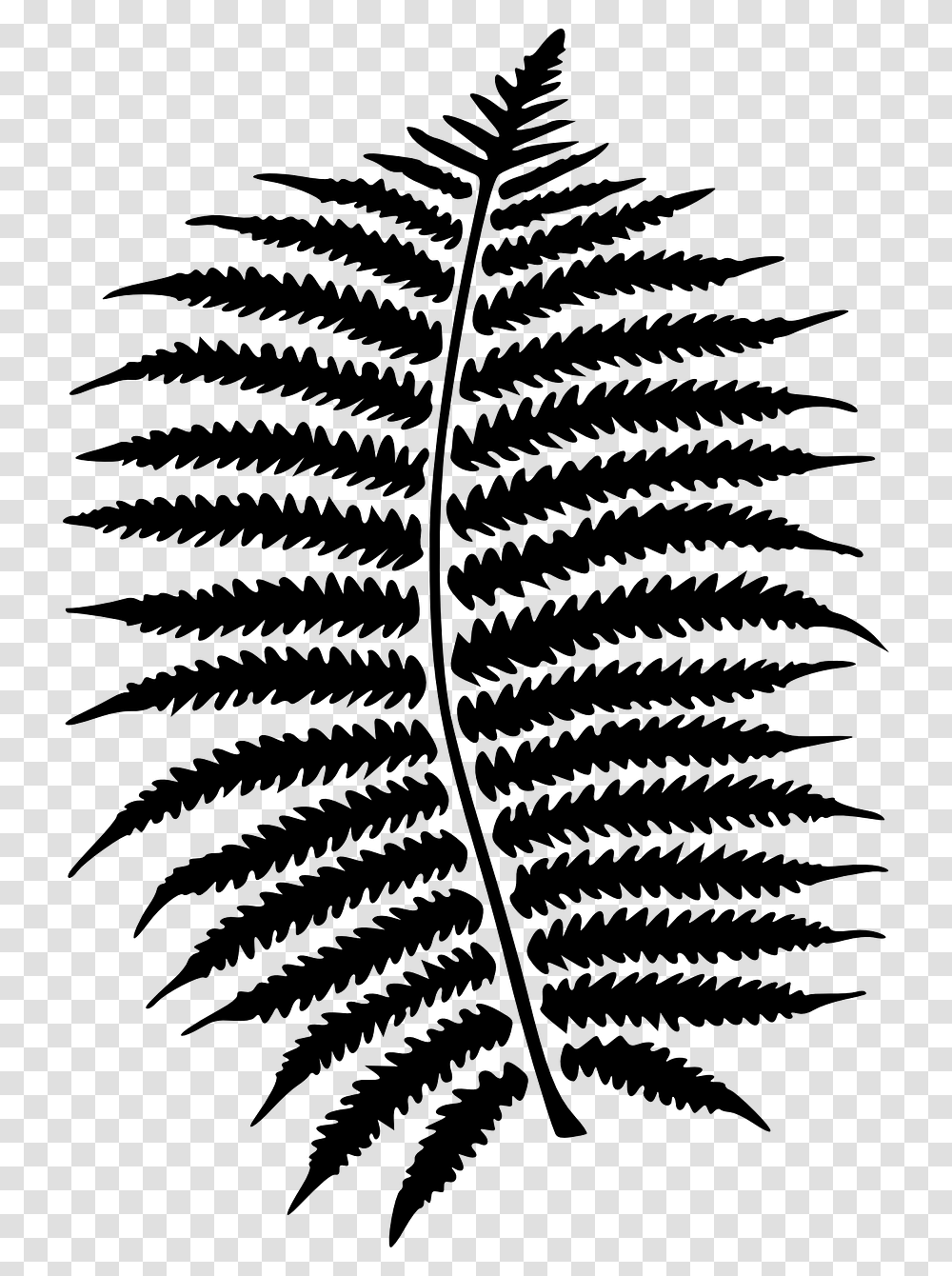 Clip Art Ferns Clipart Download Fern Clipart Black And White, Gray, World Of Warcraft Transparent Png