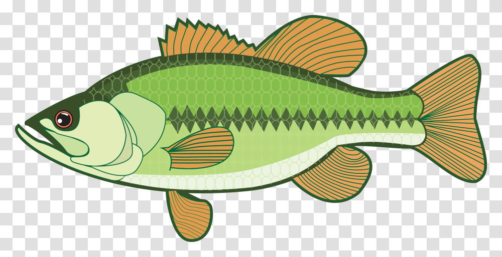 Clip Art Fish Bass, Perch, Animal, Carp Transparent Png