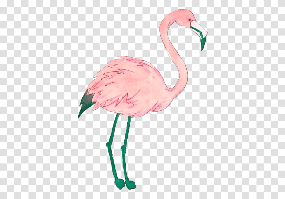 Clip Art Flamingo Tumblr Flamingo, Bird, Animal, Beak Transparent Png