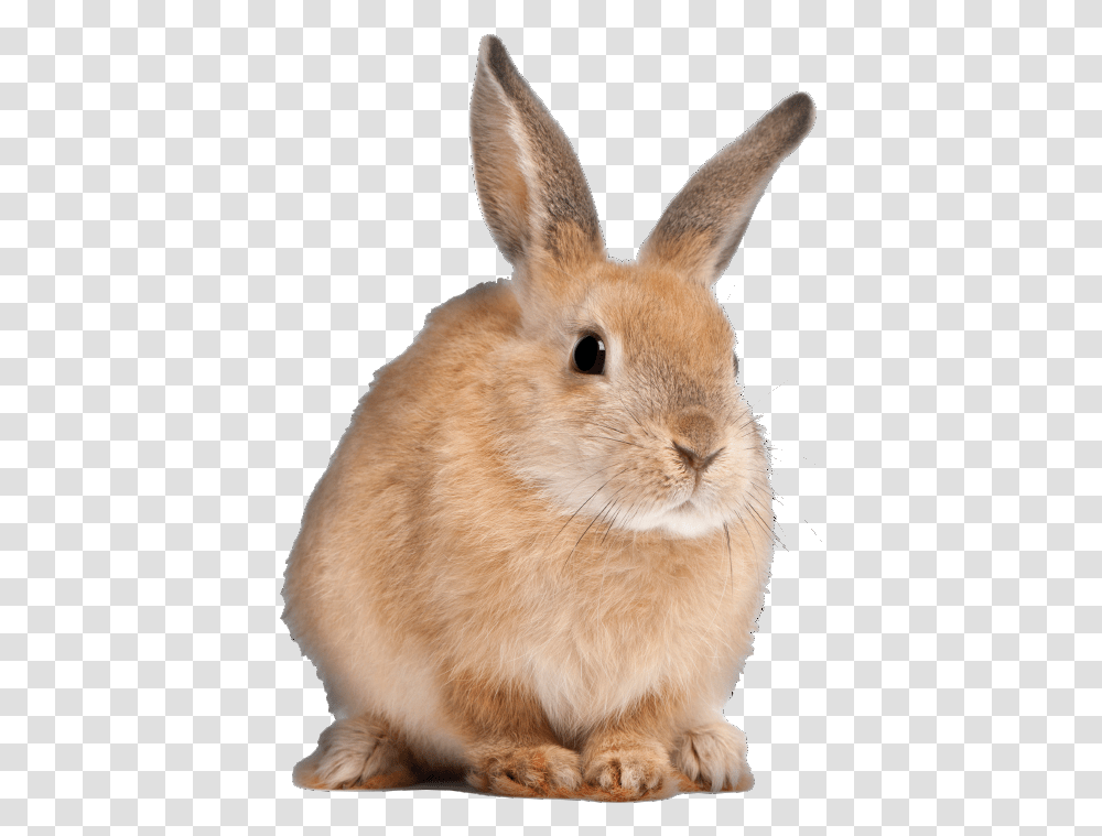 Clip Art Flemish Giant Bunnies Long Do Rabbits Live, Rodent, Mammal, Animal, Hare Transparent Png