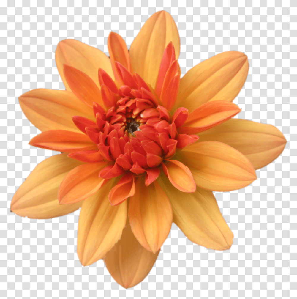 Clip Art Flower, Dahlia, Plant, Blossom, Daisy Transparent Png