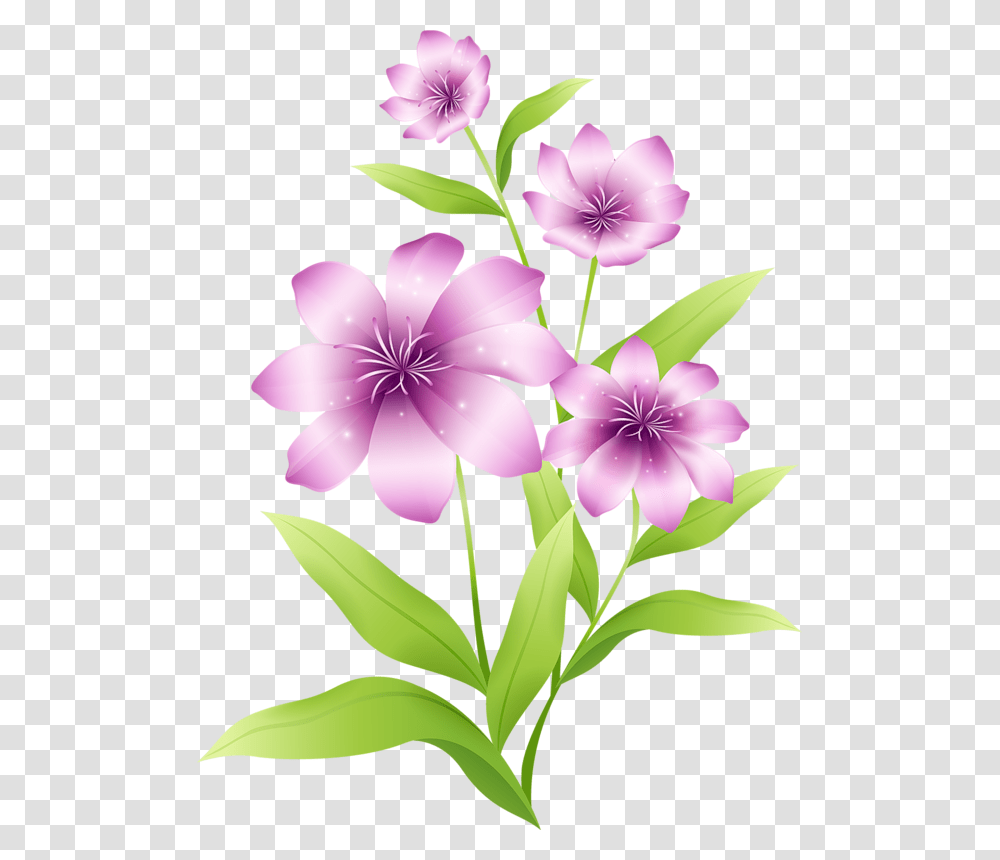 Clip Art Flower Image, Plant, Petal, Blossom, Geranium Transparent Png