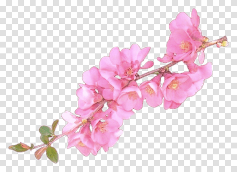 Clip Art Flower Overlay Flower Overlays For Edits, Plant, Blossom, Cherry Blossom Transparent Png