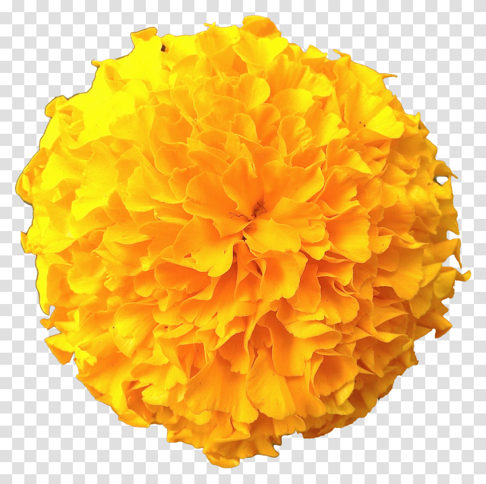 Clip Art Flowers Pic Marigold Flower, Plant, Blossom, Paper, Carnation Transparent Png