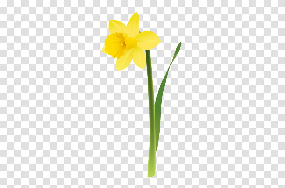 Clip Art Flowers, Plant, Blossom, Daffodil Transparent Png