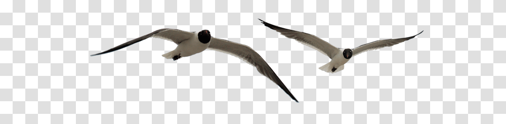 Clip Art Flying Seagulls Seabird, Animal, Waterfowl, Vulture, Albatross Transparent Png
