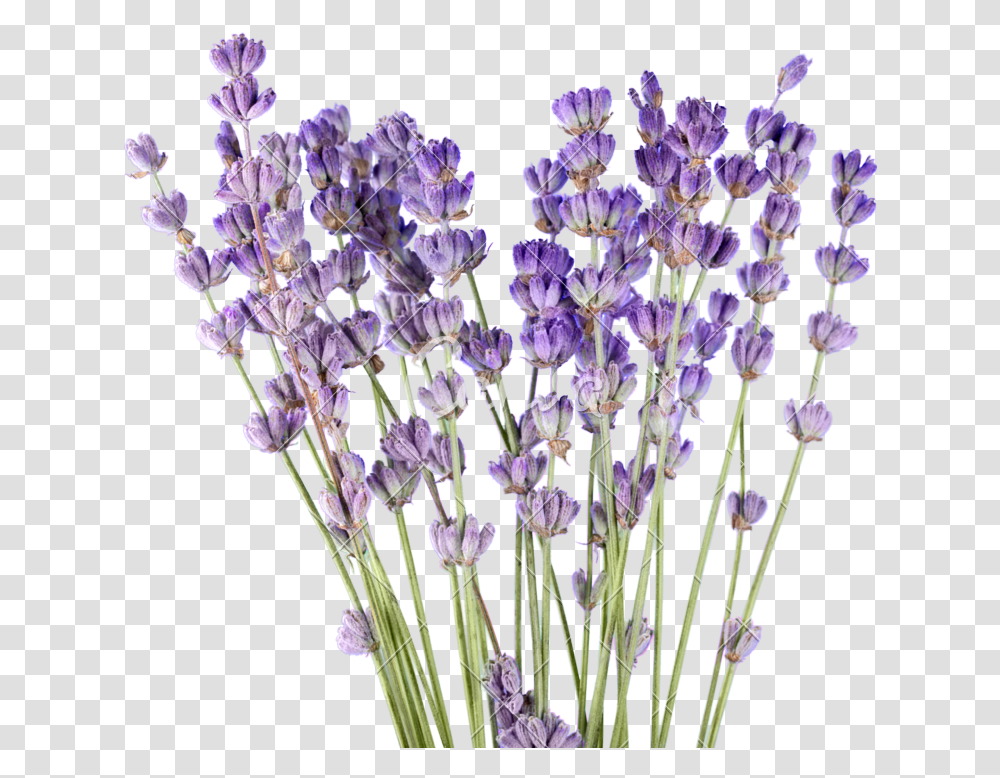 Clip Art For Free Lavender, Plant, Flower, Blossom, Flower Arrangement Transparent Png