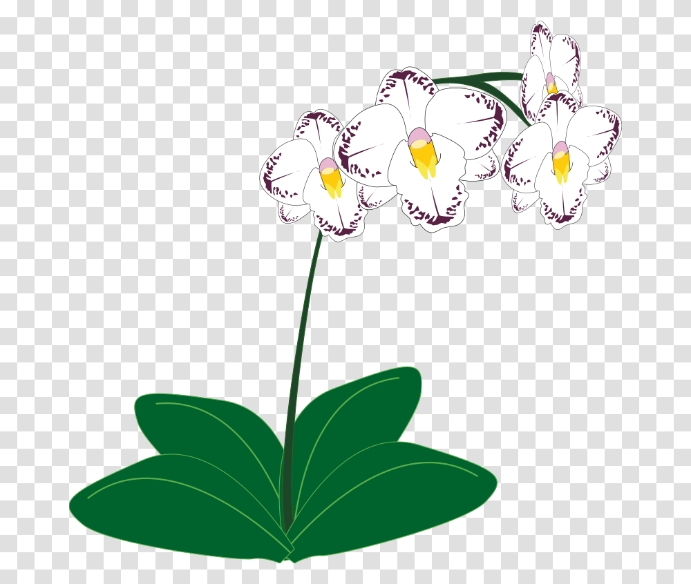 Clip Art For Pages Mac Free Pxualas Image Clip Art, Plant, Flower, Blossom, Orchid Transparent Png