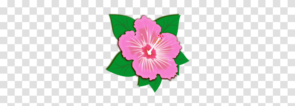 Clip Art Free Clipart, Hibiscus, Flower, Plant, Blossom Transparent Png