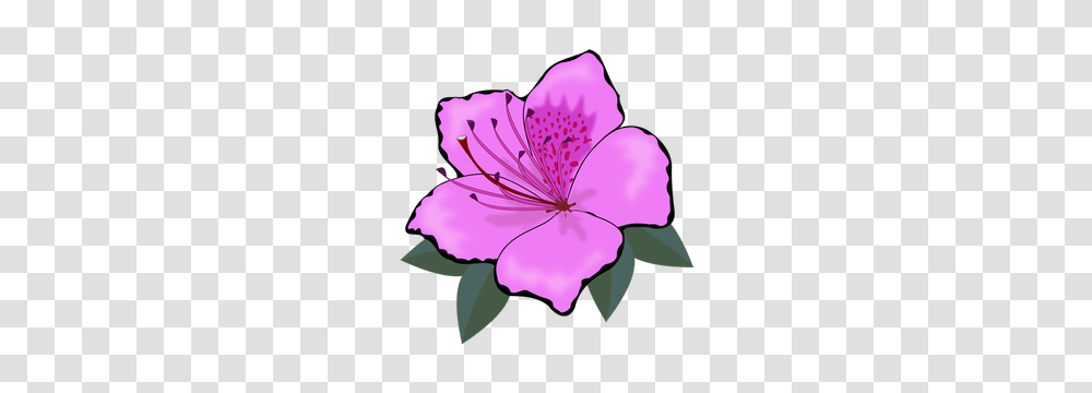 Clip Art Free Clipart, Plant, Flower, Blossom, Geranium Transparent Png