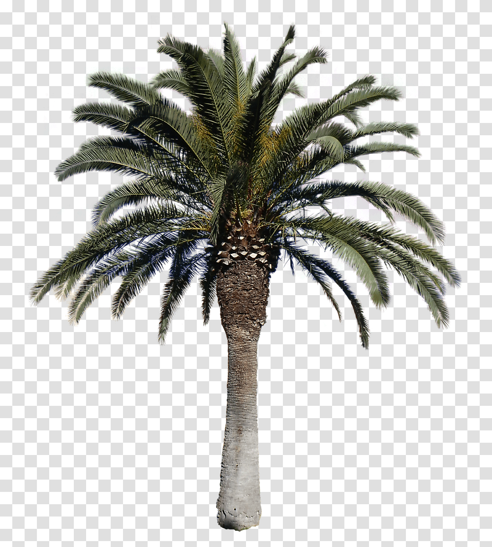 Clip Art Free Cut Out Transparentpng Date Palm Tree, Plant, Arecaceae, Lighting Transparent Png