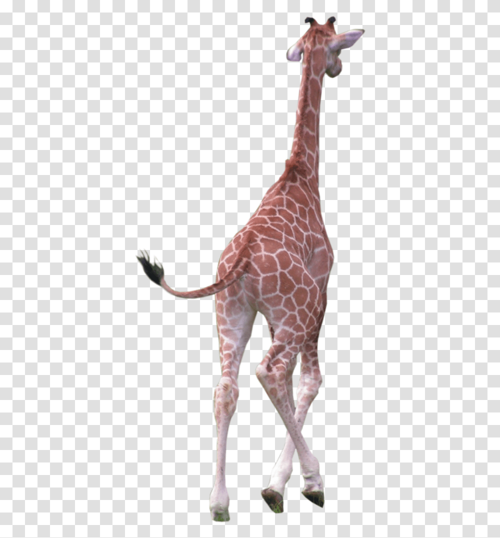 Clip Art Freetoedit Sticker By Chris Giraffe Running, Wildlife, Mammal, Animal, Pattern Transparent Png