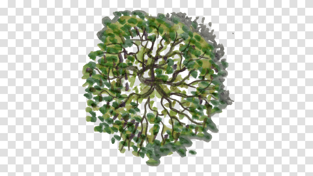 Clip Art Freeuse Library Tree Plan Architecture Tree Top View, Plant, Pattern, Fractal, Ornament Transparent Png