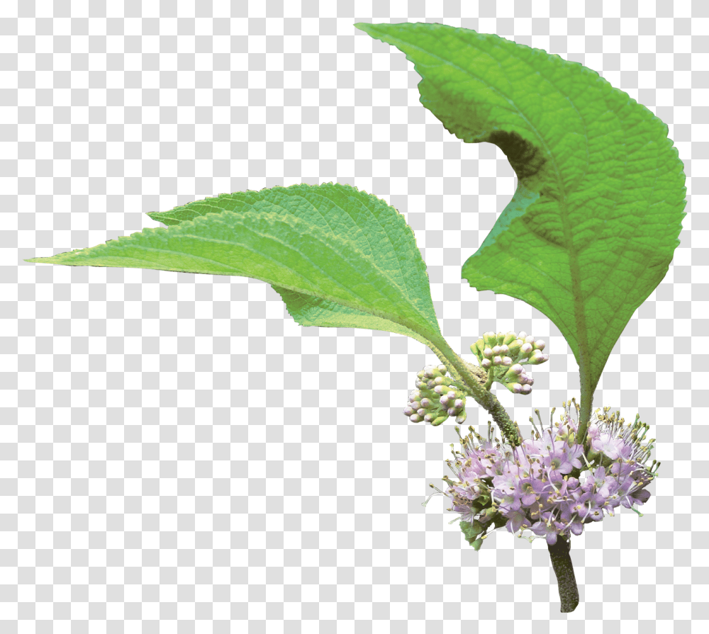 Clip Art French Mulberry Friends Louisiana Verbena, Plant, Leaf, Flower, Green Transparent Png