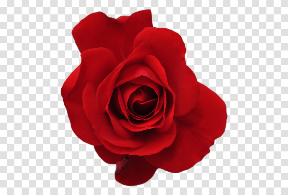 Clip Art Fresh Rose Red, Flower, Plant, Blossom, Petal Transparent Png